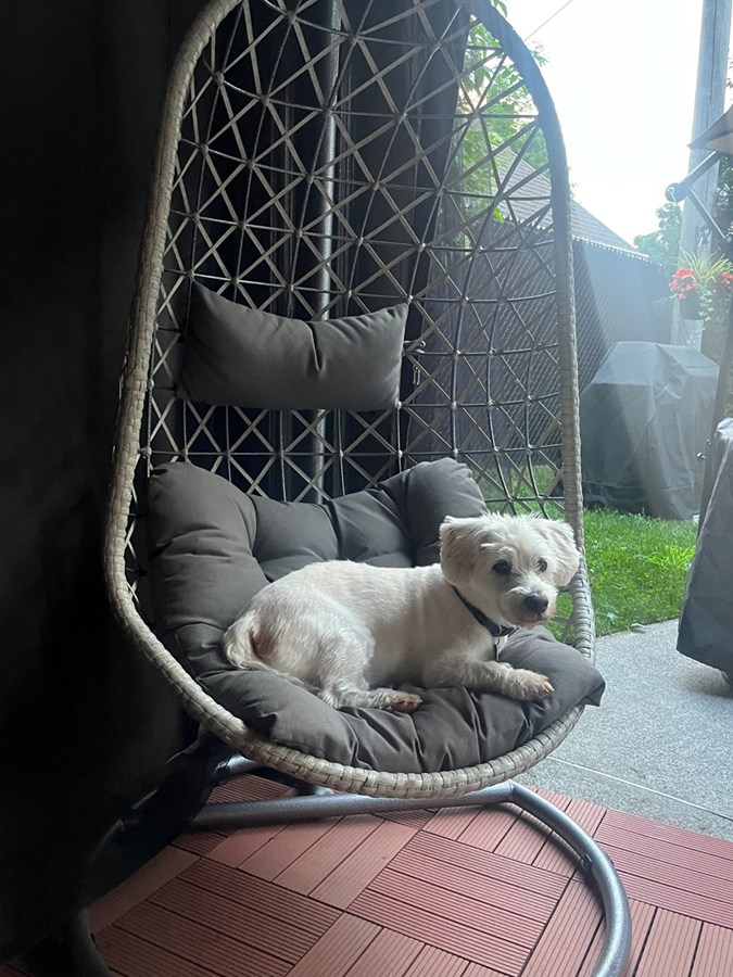 Roko